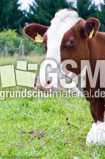 Hausrind (107 von 174).jpg